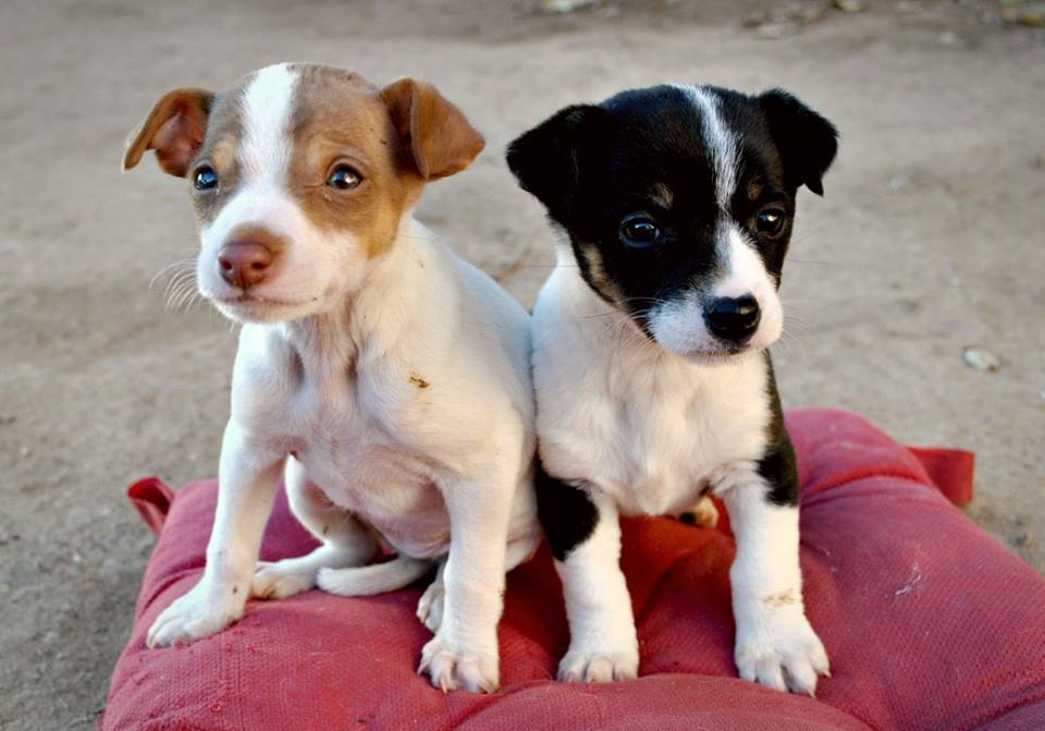 two rescued puppies 